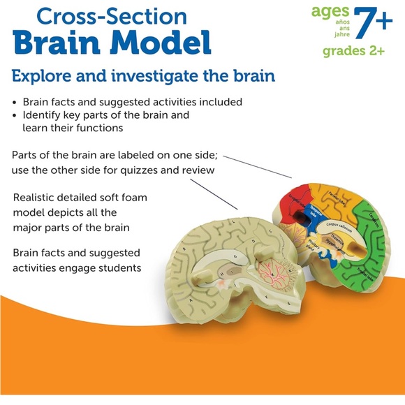 Brain model - Picture 4 of 6